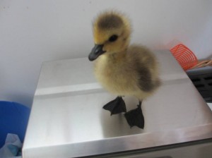 Picture1gosling