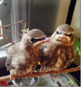 cedarwaxwings [640x480][1]